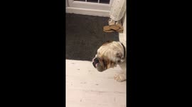 Bulldog licking nose