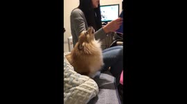 Dog tries to imitate its owner's opera singing