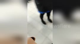 Newsflare Edit - Dog reunited with owner