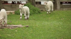Ewe gives birth to five lambs!
