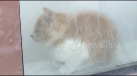 Chinese man rescues and adopts a cat trapped in glass for three days