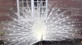 Peacocks tail display and mating dance at Scone Palace, Scotland, April 2017