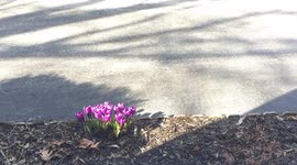 Time-Lapsing Spring in Maine