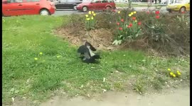 Crows mating by the street