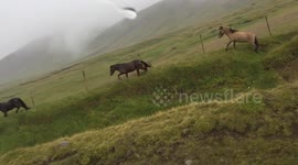 Icelandic Horses Running Wild on the Tröllaskagi Peninsula