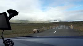 Icelandic Sheep in the Roadway