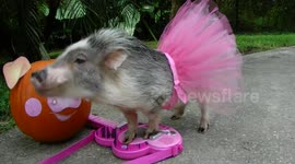 MINI PIG PLAYS GUITAR
