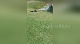 Five-foot-long alligator strolls on golf course in Florida