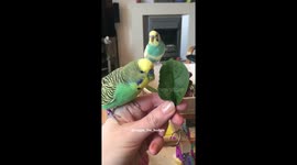 Budgies eating spinach is surprisingly cute