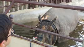 Rhinoceros cleaning poop of its face