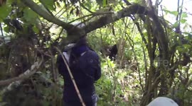 Gorilla 'attacks' tourists trekking in Rwanda