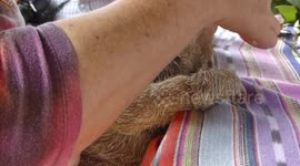 Baby Sloths - Rescues - Costa Rica