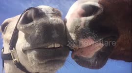 Horse Bromance- Moose & Fritz