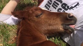 Foal takes nap on photographer during photoshoot