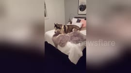 Naughty husky 'talks back' when owner tells him to stop chewing rug