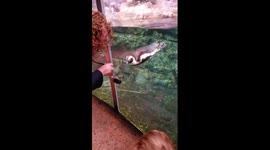 Georgia Aquarium Playing with a penguin #georgiaaquarium #penguinsarecool