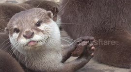Otterly Cute Show Off