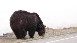 Brutis the Bear