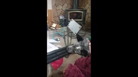 Heeler and pitbull puppy licking through a table