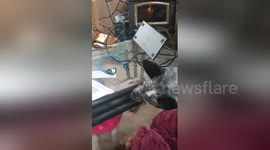 Dogs try to lick each other through table frame