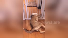 Newsflare Edit - Large husky dog manages to squeeze through tiny cat flap