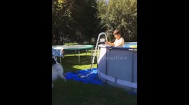 Funny Dog Drinks Pool Water