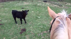 Chasing calves.
