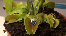 Venus flytrap eats world's smallest Rubik's Cube