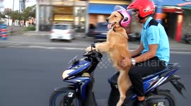 Meet Sidney, the clever helmet-clad golden retriever who rides a motorbike around the streets of Indonesia