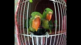 Baby parrots so ugly they're cute!