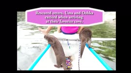 Otters make the cutest sounds arriving at favorite cove by canoe