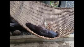 Otter swinging on hammock