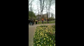 Keukenhof 2017 - Tulips