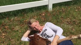 Foal takes nap on photographer during photoshoot