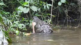 Crocodile eats deer in Khao Yai National Park, Thailand
