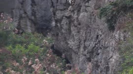 Thousands of bats flying out of cave in Thailand