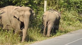 Elephant family block traffic in Thai national park