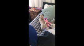 Its a pug life