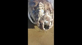 Dead thresher shark at Emmawood state beach