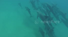 Hundreds of dolphins swim with snorkelers off Mozambique coast