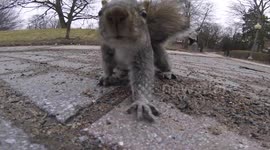 Man hands GoPro to squirrel and the squirrel actually takes it