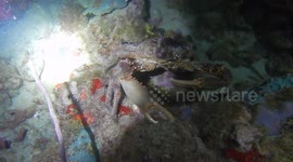 Giatn Crab