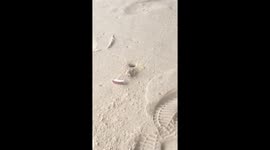 Crab vs coconut