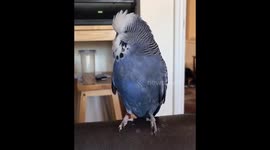 Oscar the budgie singing happily to himself