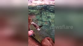 Woman bonds with playful penguin at zoo