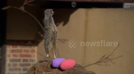 Easter surprise for meerkats at ZSL London Zoo