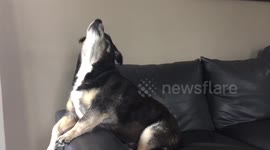 Dog 'sings' along to Chicago Cubs' anthem