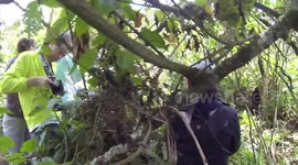 Newsflare Edit - Gorilla 'attacks' tourists trekking in Rwanda