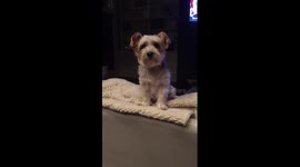 Bella Whining for me to give her Ducker, her toy.