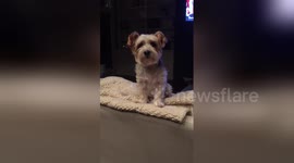 Newsflare Edit - Bella Whining for me to give her Ducker, her toy.